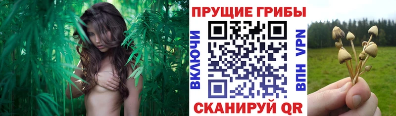 где найти   Гусь-Хрустальный  Галлюциногенные грибы прущие грибы 
